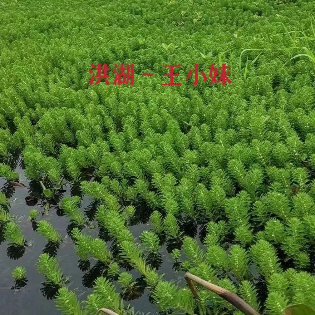 粉绿狐尾藻植物【25斤一份】鱼虾蟹黄鳝水蛭养殖用水草观赏布景