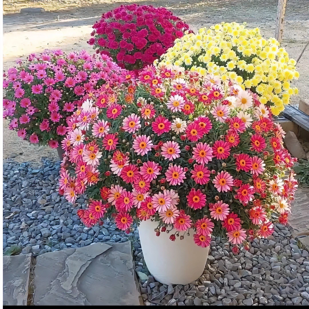 网红小雏菊春季四季简单易种雏菊多年生白晶菊开花室内外耐寒盆栽