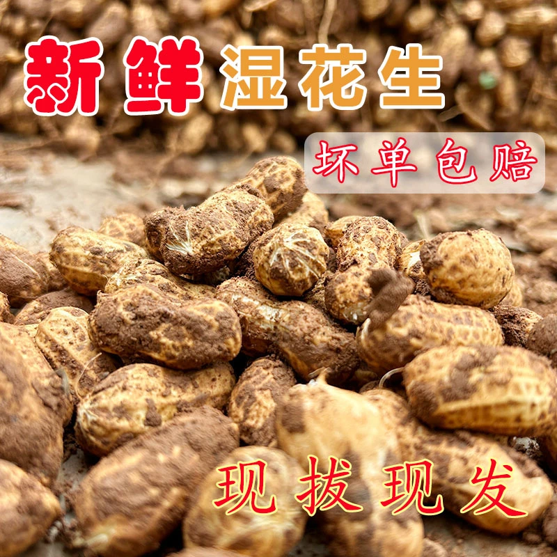 现挖新鲜花生【2025】四川农家自种带壳粉皮鲜花生批发商用鲜花生