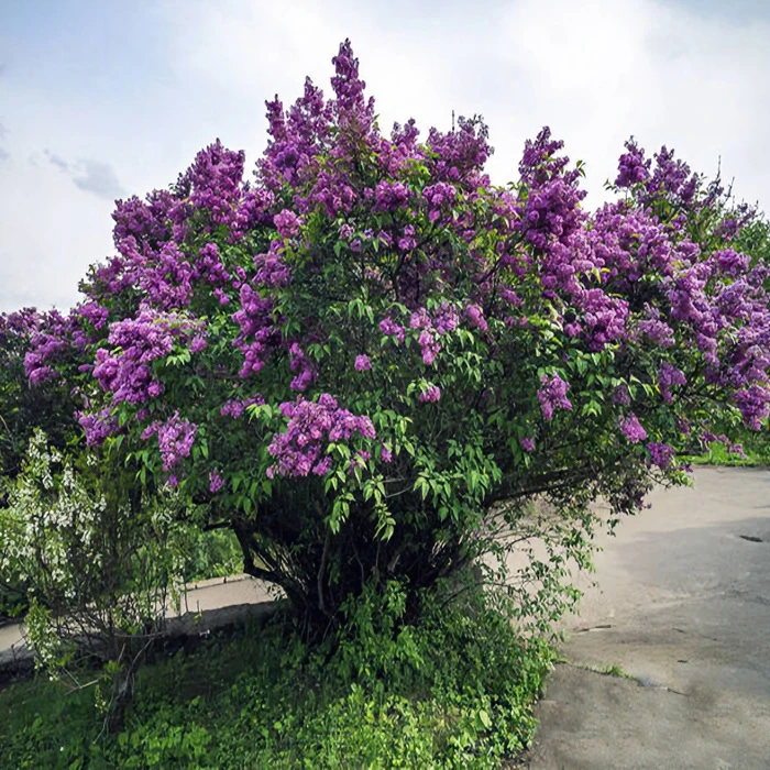 丁香植物 花卉花园庭院绿化苗木
