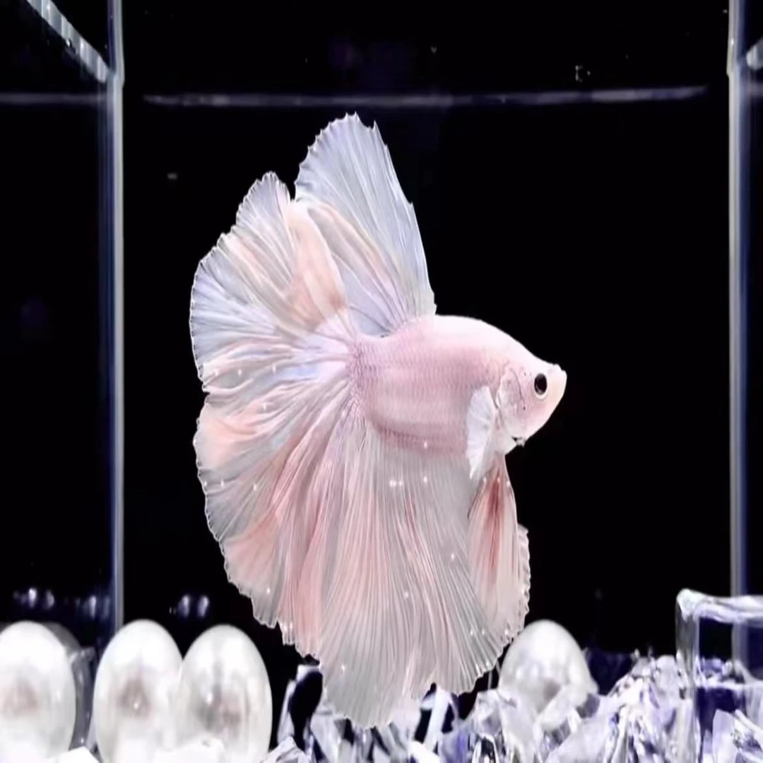 泰国斗鱼观赏鱼随机