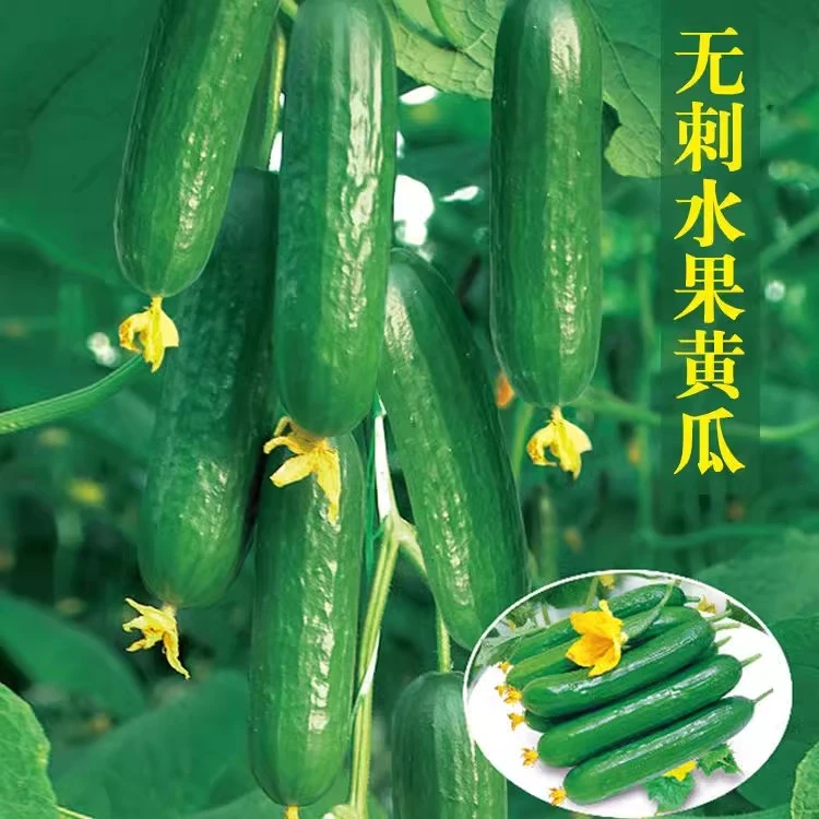 百萌无刺水果收获种子苗小收获旱收获青瓜种孑四季盆栽阳台蔬菜籽