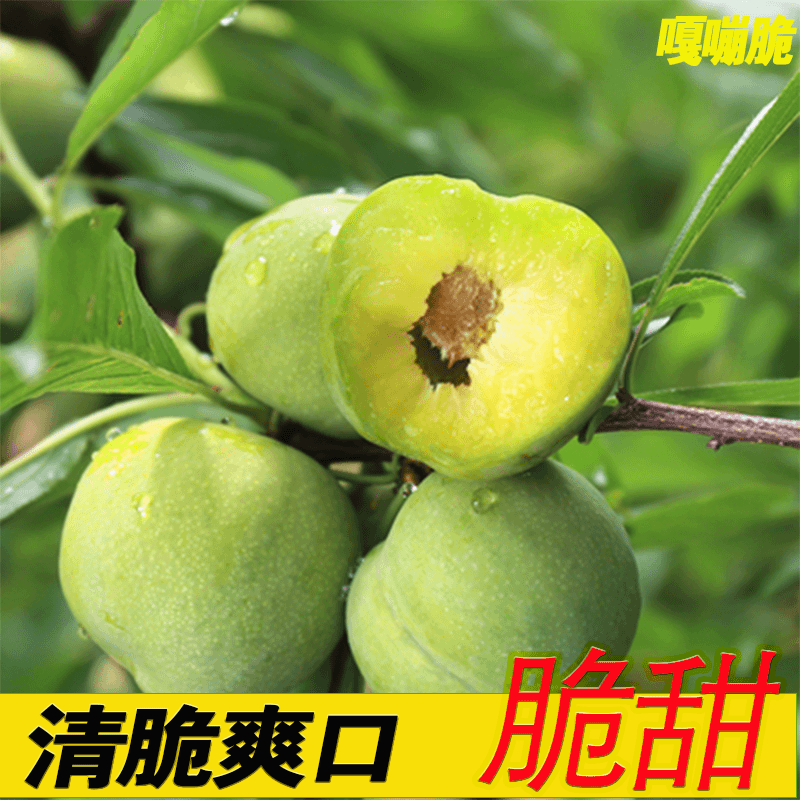 【血亏冲量】正宗广安天池青脆脱骨李5斤净重（活动小果带苦涩慎拍）
