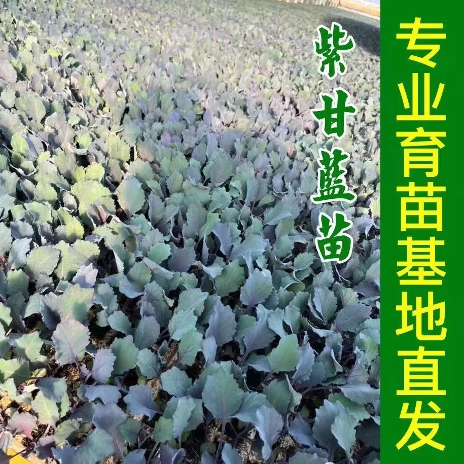 紫甘蓝种苗高产包菜种菜种四季秧苗卷心菜包心菜秋季菜苗耐寒抗病