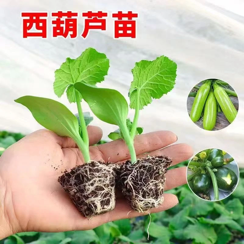 西葫芦苗绿皮油亮板栗南瓜秧苗四季阳台种菜蔬菜苗