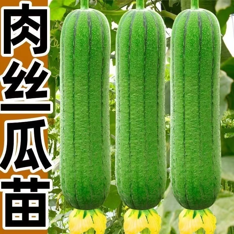 肉丝瓜秧苗丝瓜苗蔬菜苗高产四季丝瓜种苗幼苗带土
