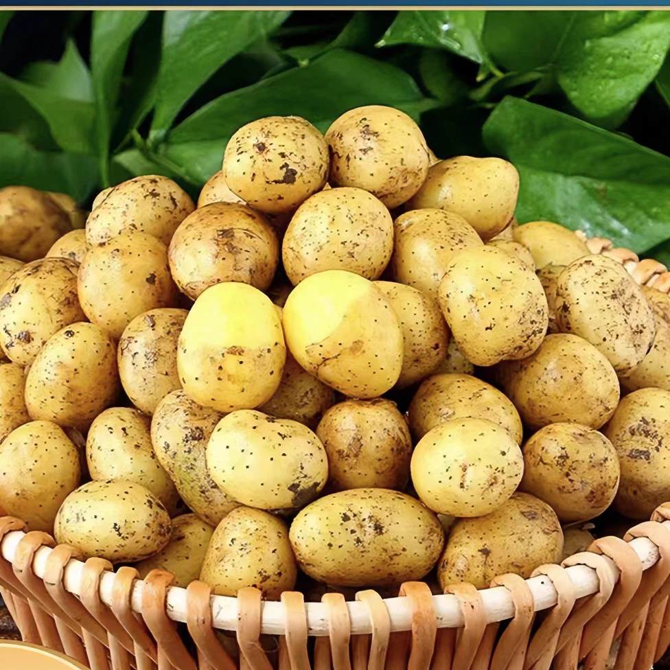 巫溪高山洋芋农家种植马铃薯土豆新鲜当季粉糯（含包装）