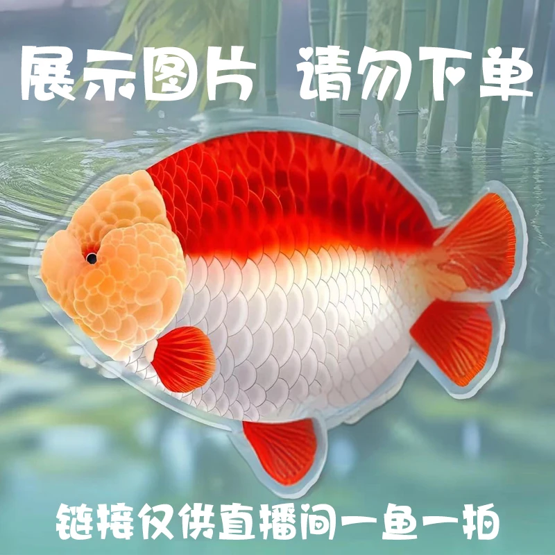 【万福】福州兰寿精选红头活体金鱼活体观赏鱼鱼缸新宠饲养80-200