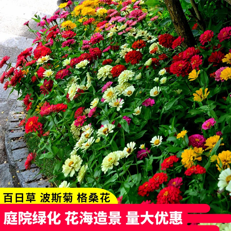 花卉组合种子四季开花波斯菊百日草室内盆栽阳台春季花七彩格桑花