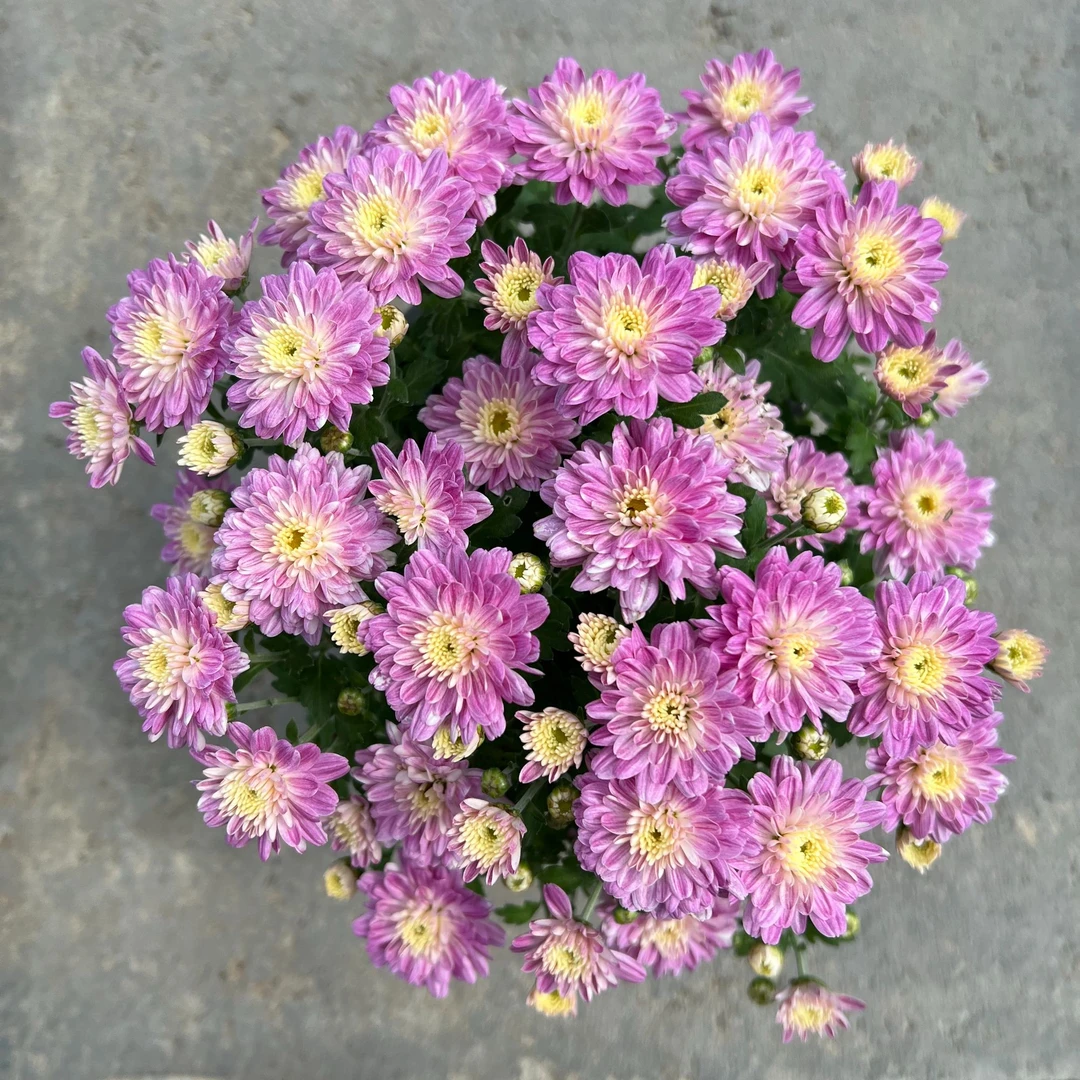 球菊--拂晓苹果花  15cm育苗盆剪盆口原土发货
