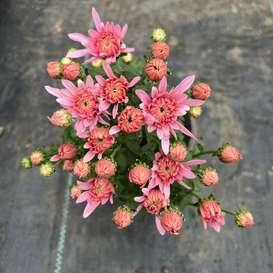 【两盆起发货】多头菊  甜心玫瑰  12cm口径小盆苗  剪盆口原土发货