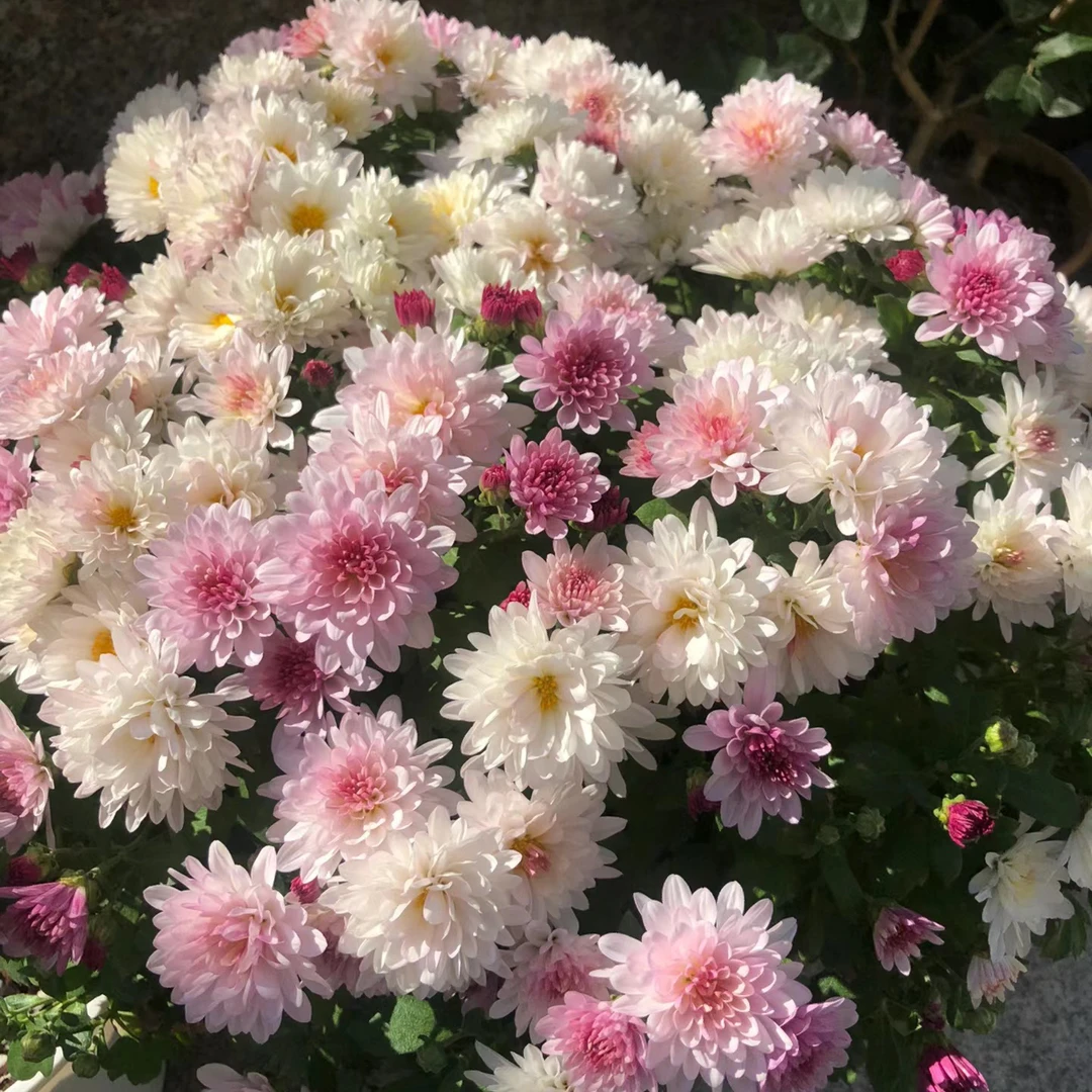 多头菊--名流千秋  15cm育苗盆剪盆口原土发货