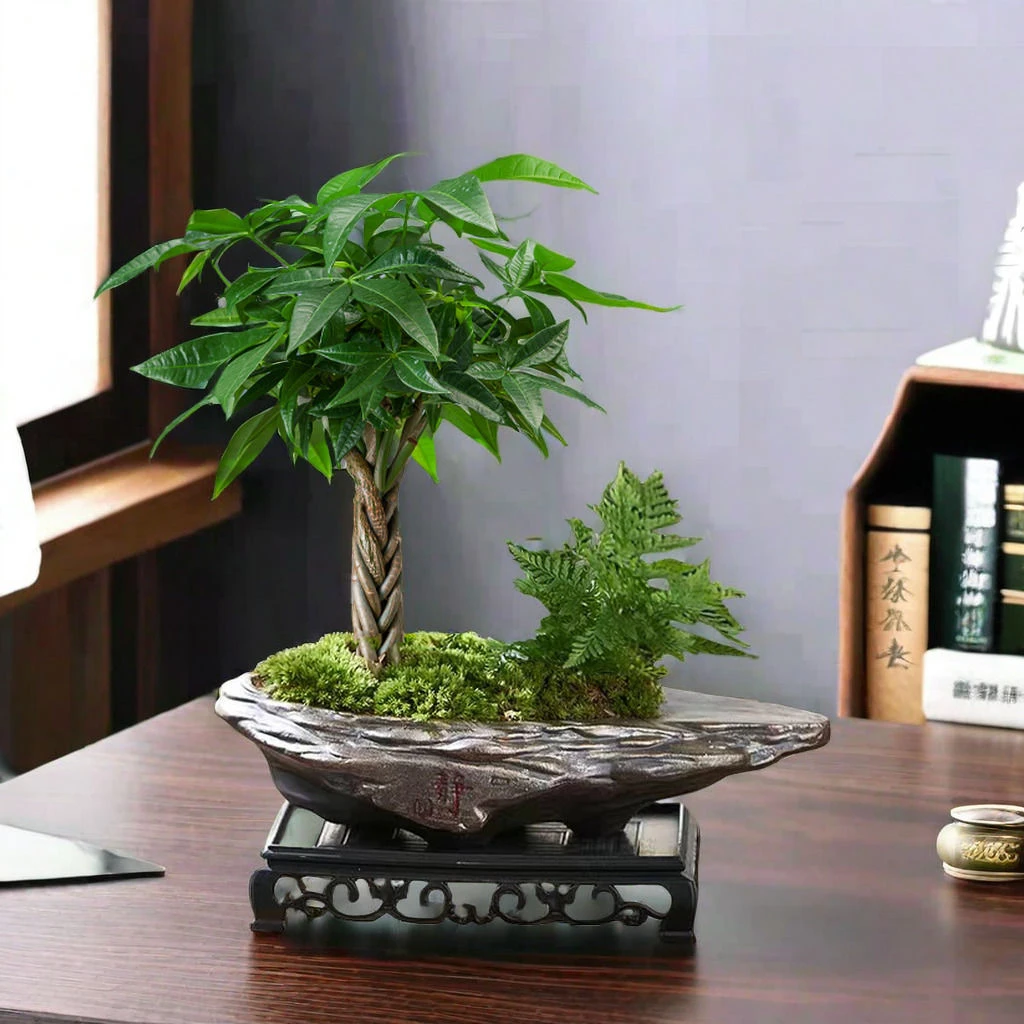 辫子发财树盆栽室内桌面造型四季好养盆景