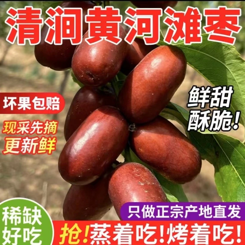 【三人行】2025年头茬新枣陕北清涧黄河滩枣长木枣新鲜采摘老少皆宜