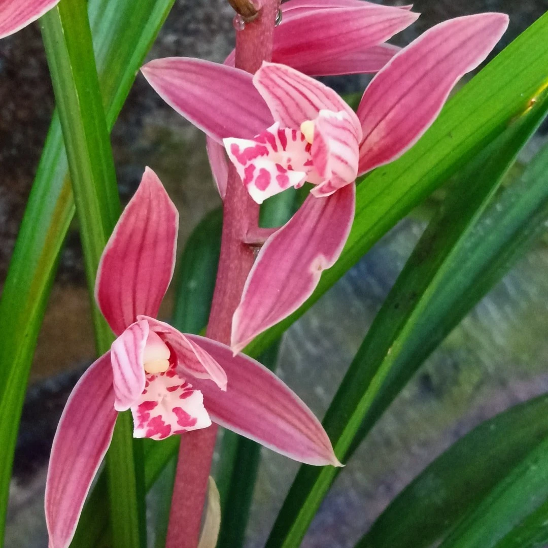 普洱市秋榜兰花盆景