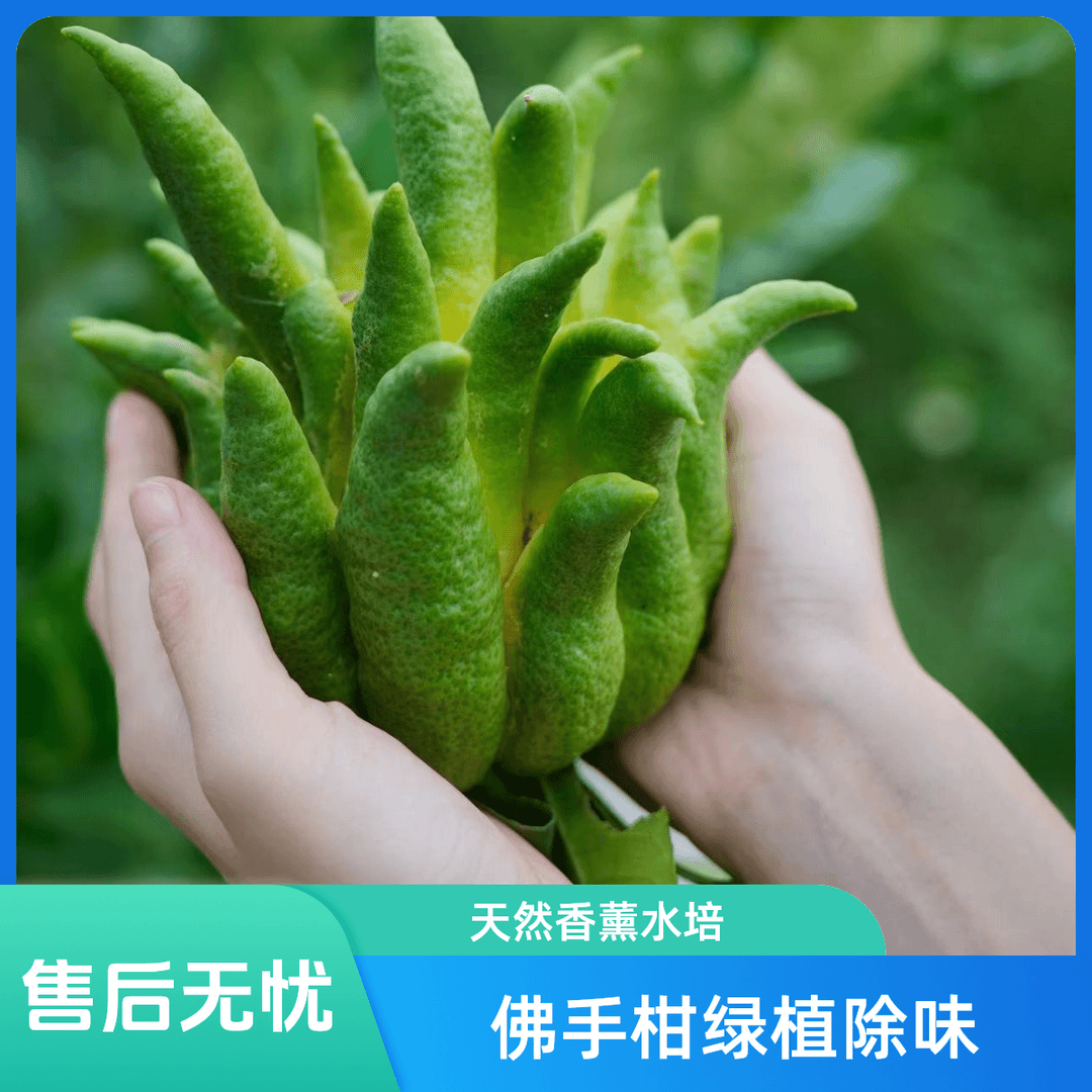 观赏佛手柑水培绿植佛手柑除味佛手佛手柑水培大佛手柑川佛手