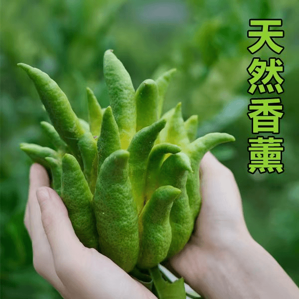 四川新鲜佛手现摘观赏清供把玩闻香食用绿植盆栽盆景水培植物现摘
