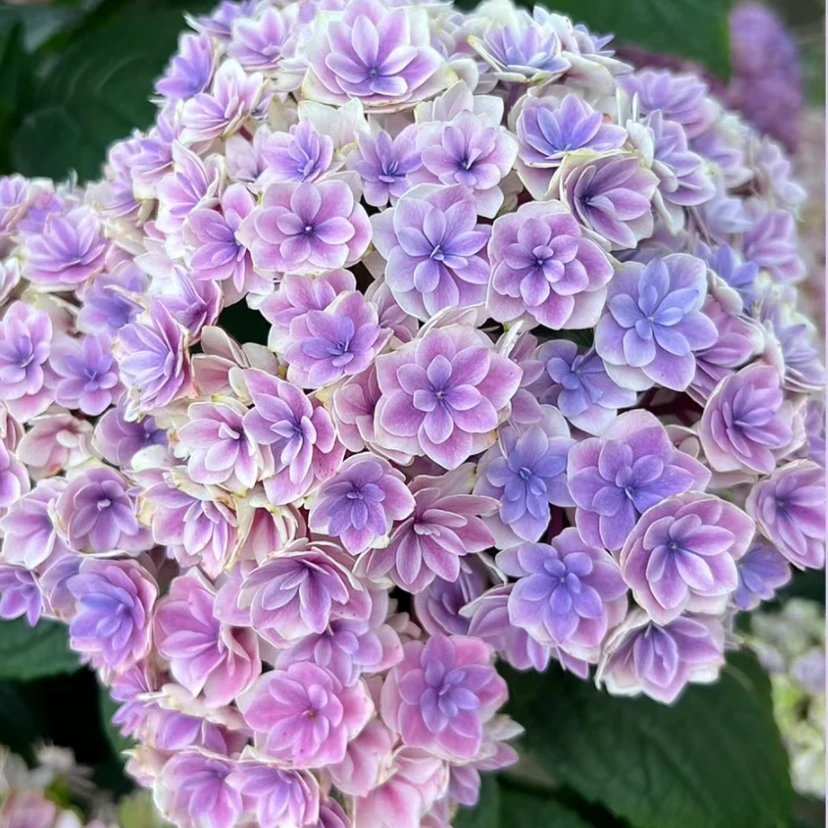 夏洛特公主修剪无花1加仑  2盆装