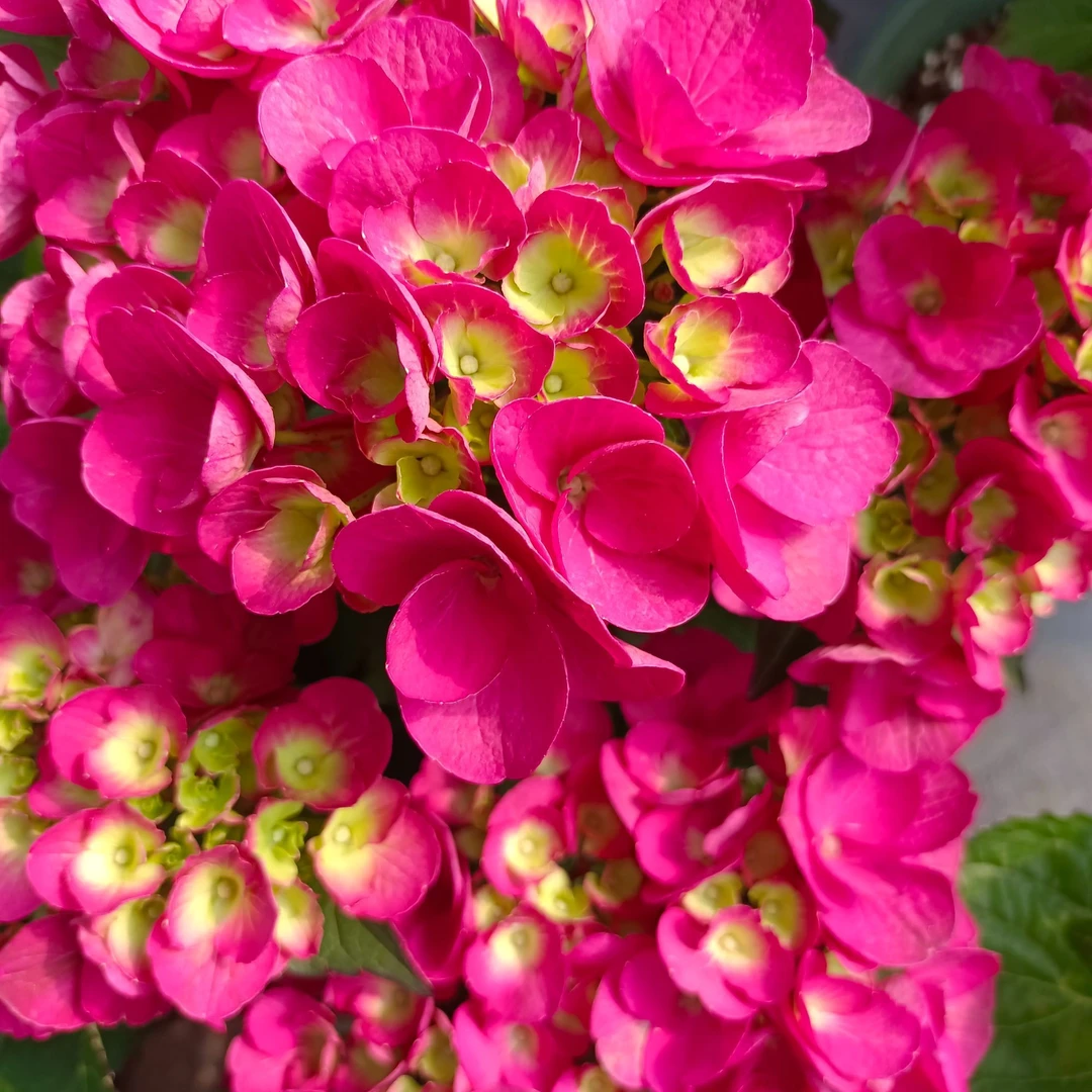 原野先生花园（黑夜女王 绣球）阳台庭院庭院花开花植物养护发货