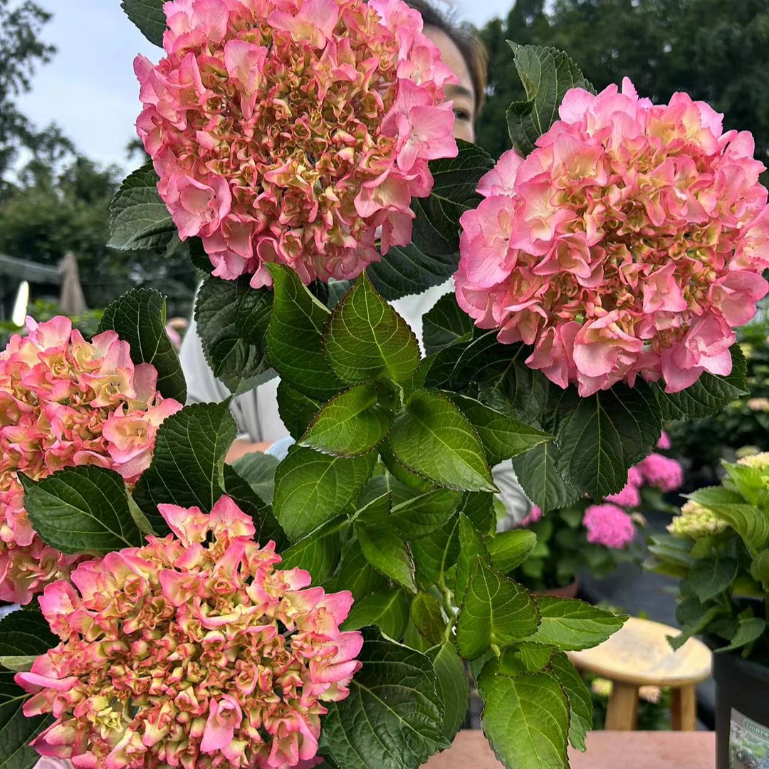 2加仑 万洁株  盆装 绣球夏季养护庭院花期大花开花