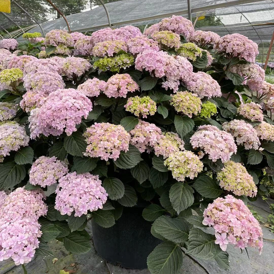 原野先生花园（5/15加仑 花手鞠）阳台庭院露台花园庭院花开花植物
