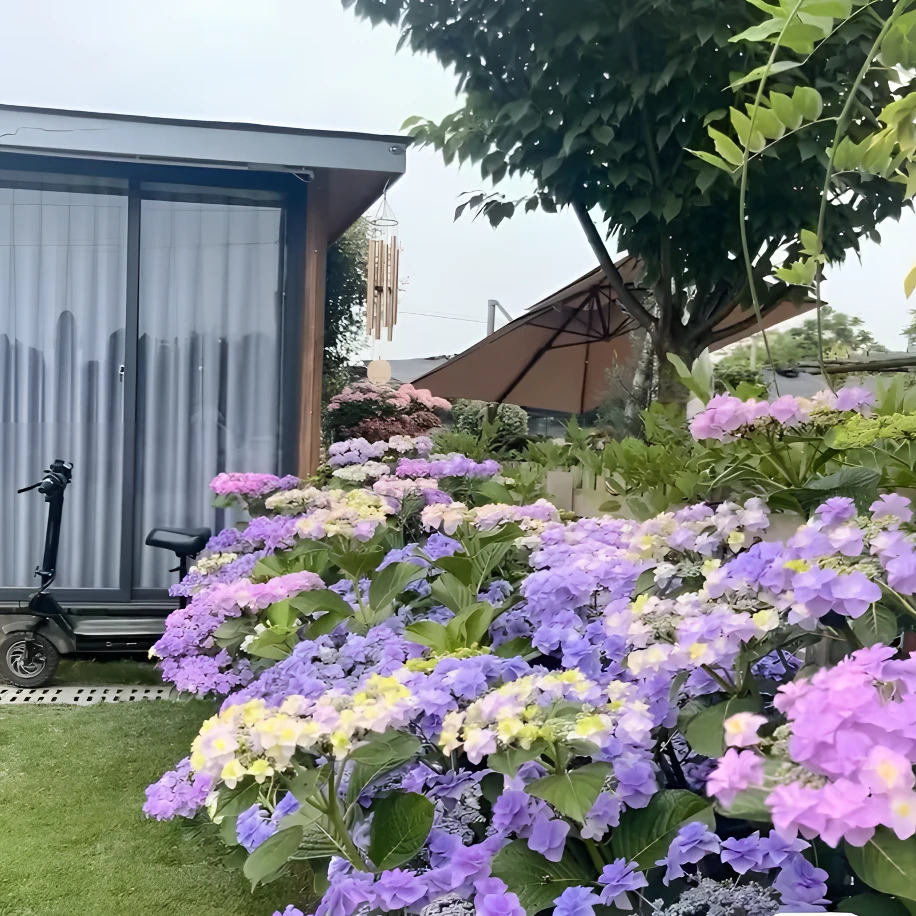 原野先生花园（2加仑 头花）阳台庭院露台花园庭院花开花植物