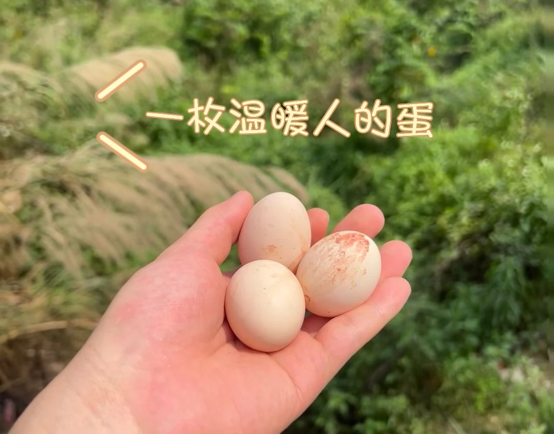 农家粮食养殖黑凤鸡初生蛋