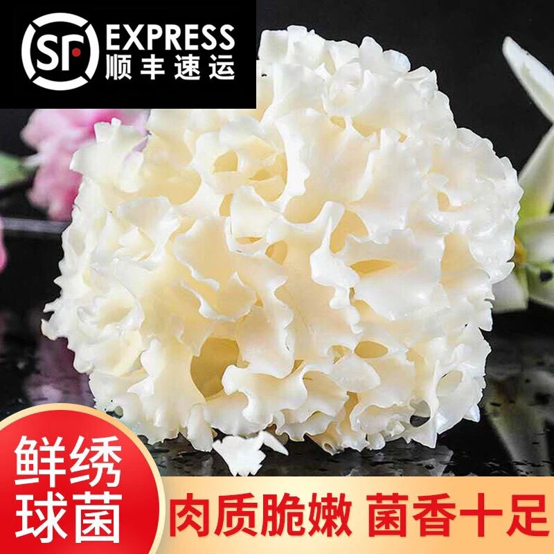 古田特产绣球菌菌子新鲜绣球菇食用菌菇凉拌煲汤火锅酒店食材蘑菇
