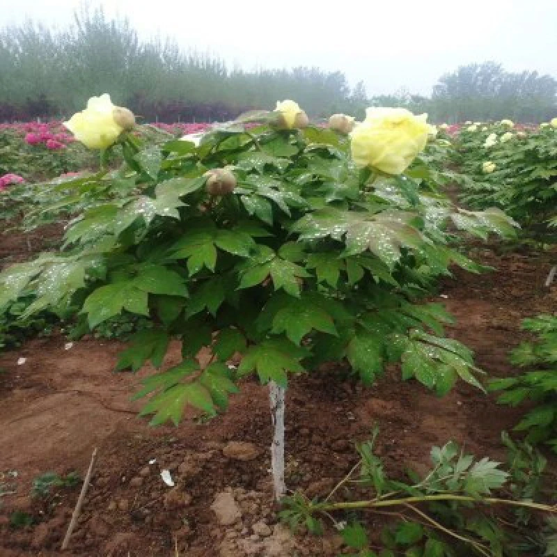 精品独杆牡丹树一物一拍