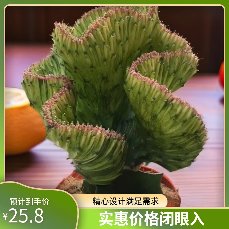 大戟科植物多肉植物黄金麒麟室内客厅美观大气麒麟盆景