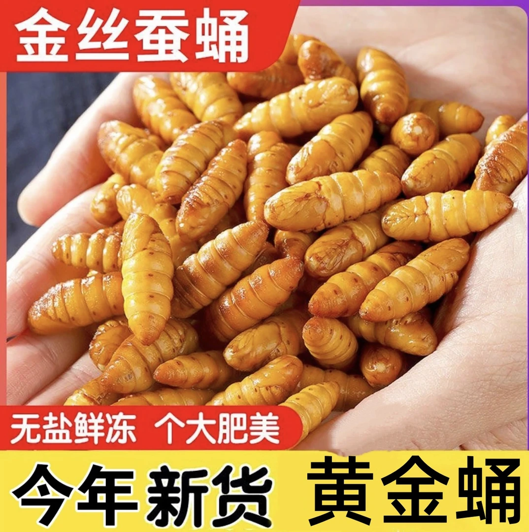【今年新货】新鲜金丝蚕蛹山东小黄蛹黄金蛹冷冻发货高蛋白金丝蛹