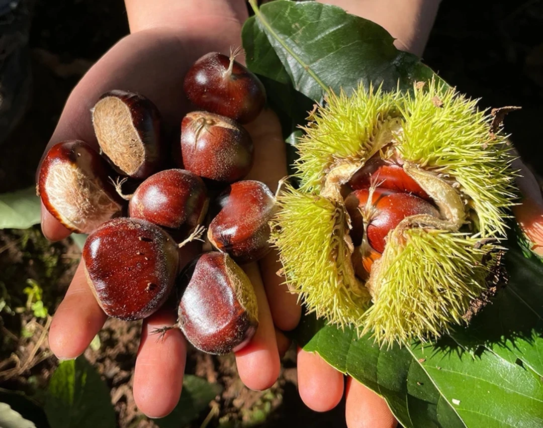 新鲜云南高山板栗清甜脆口好吃易剥的生板栗