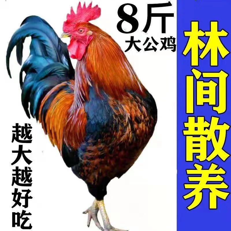 8斤大公鸡一只老公鸡活鸡宰杀柴鸡新鲜鸡肉整只鸡顺丰京东