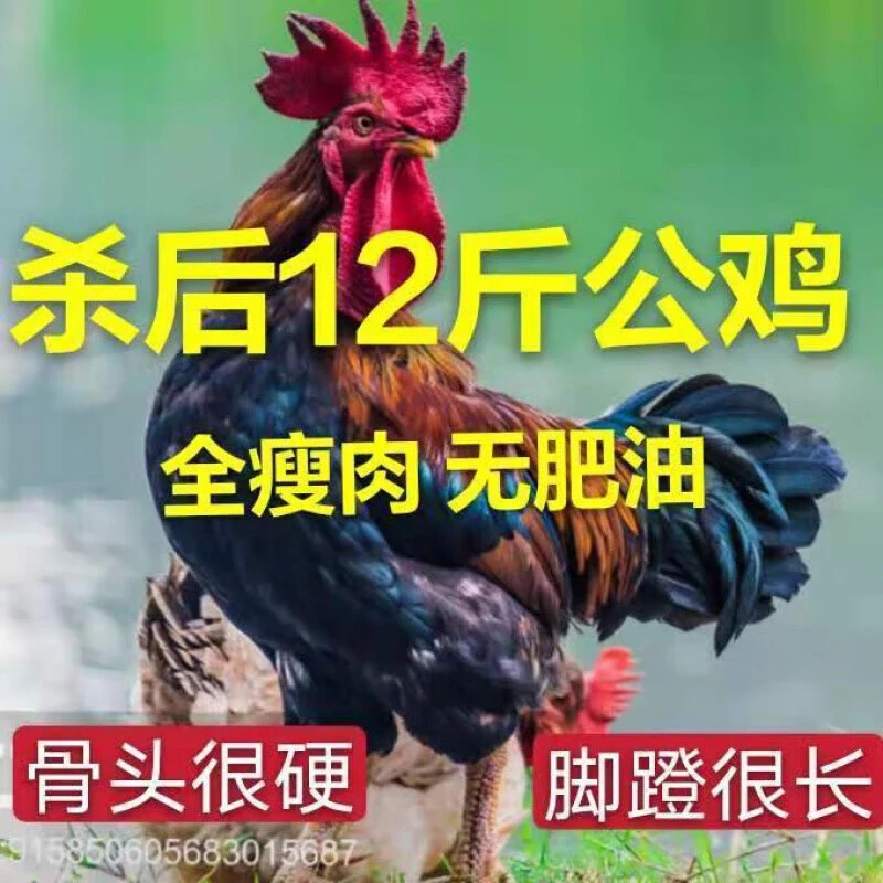 大公鸡一只老公鸡活鸡宰杀柴鸡新鲜鸡肉整只鸡顺丰京东快递2
