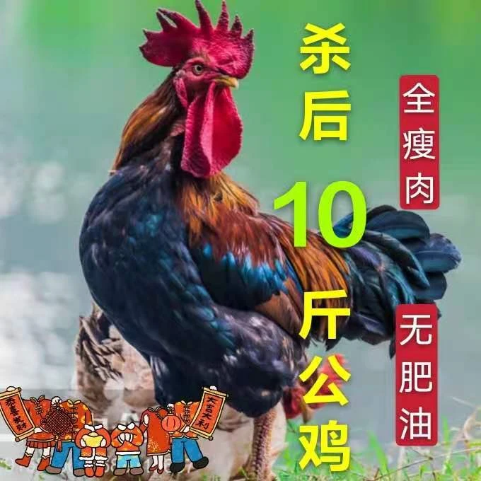 10斤大公鸡一只老公鸡活鸡宰杀柴鸡新鲜鸡肉整只鸡顺丰京东快递1