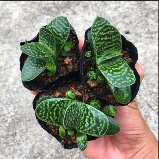 子宝多肉植物元宝花招财进宝肉肉办公室内桌面绿植花卉盆栽景观