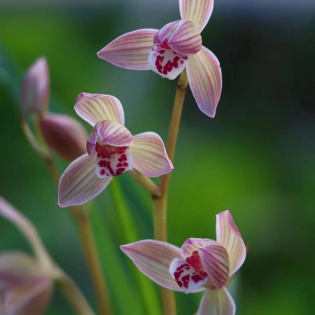 兰花一物——拍相应链接丁香花凤仙花