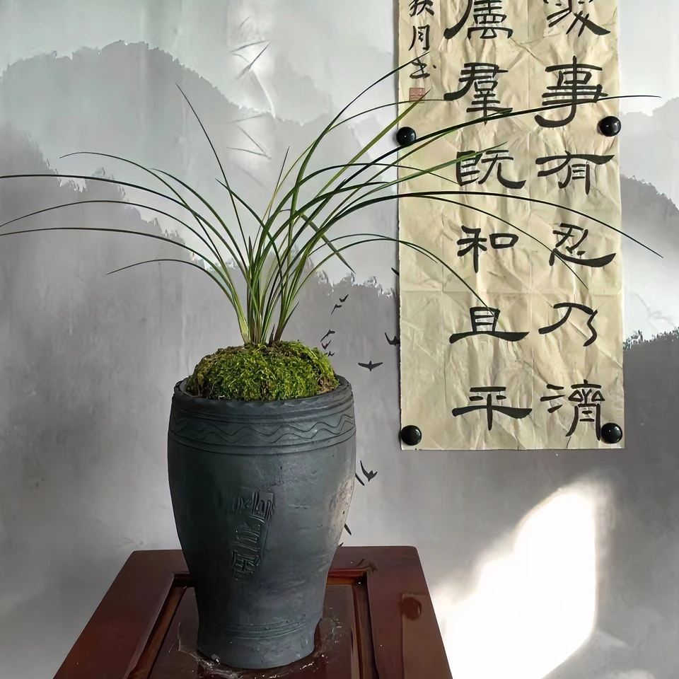 大理民间传统工艺黑陶泥瓦盆兰花种植透气沥水腰鼓盆包邮花盆古典