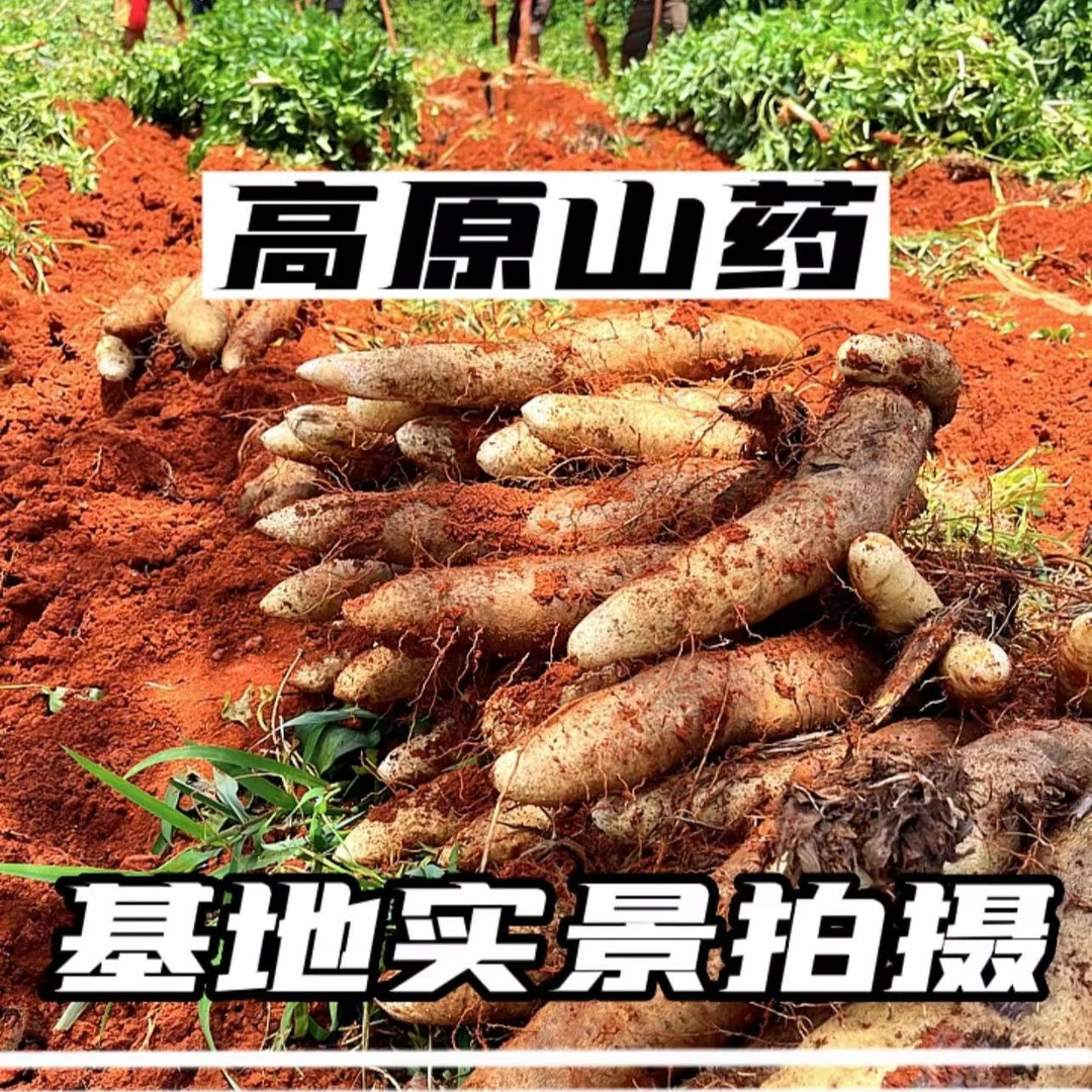 新鲜现挖正宗云南红土灵芝山药 粉糯清香 非铁棍山药（圆通发货）