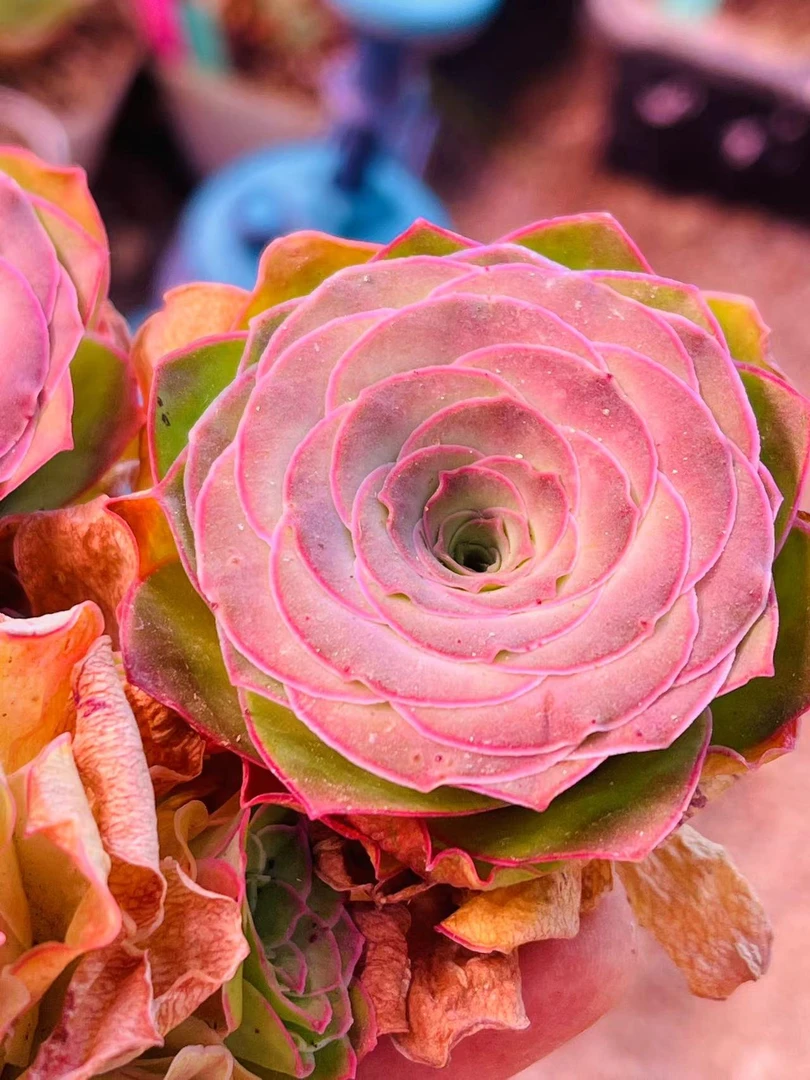 山地玫瑰直播间一物一拍