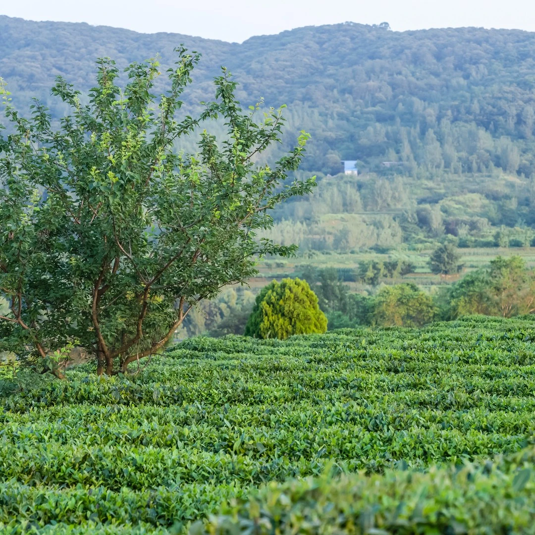 雲松山日照绿茶2024双十一链接二十二号