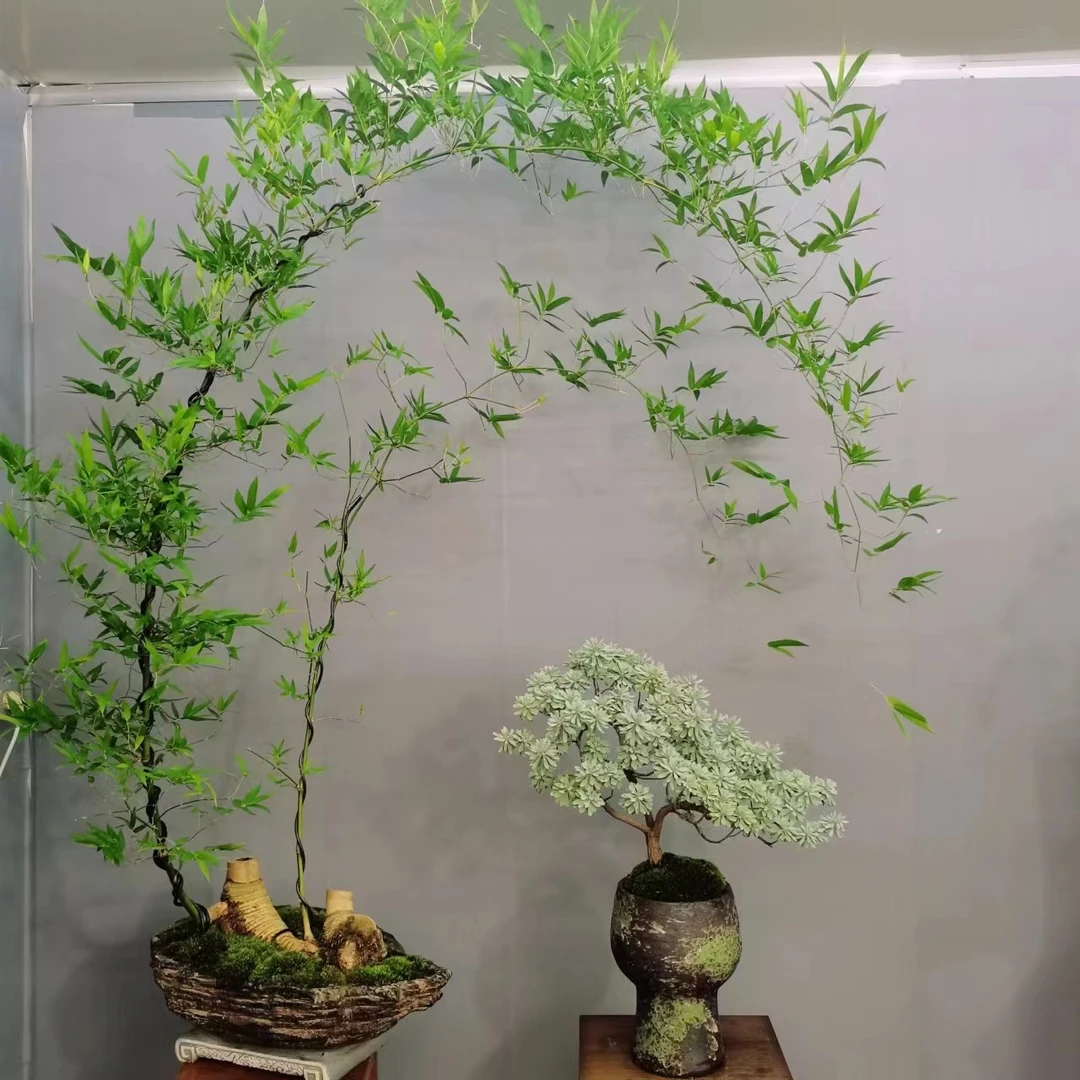 奇珍花舍 一物一拍 簕竹盆景室内盆景