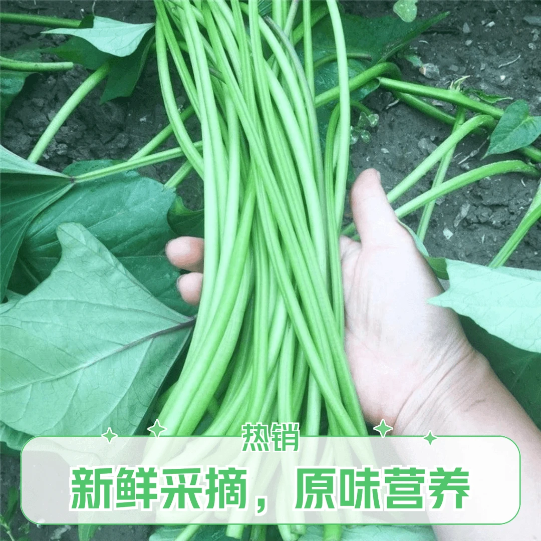 农家自种安庆本地特色新鲜红薯杆番薯杆红薯叶山芋藤