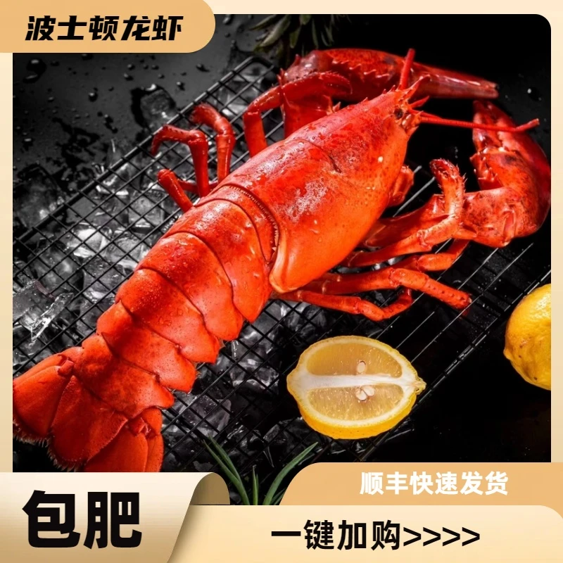 【波士顿龙虾】5斤规格冰鲜刚断氧波士顿龙虾出肉率高冷冻发货新鲜