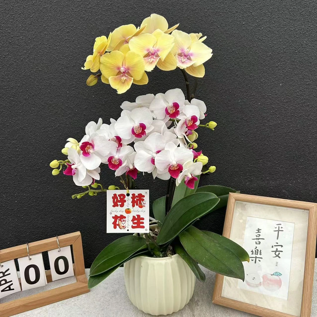 甄选（见花则喜）蝴蝶兰花卉鲜花高雅轻奢唯美高级盆栽观花绿色美观