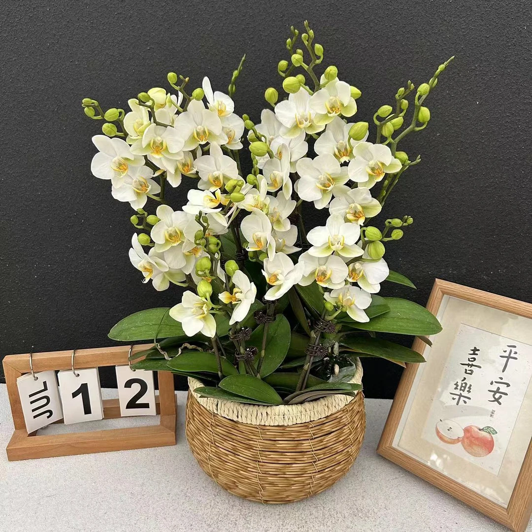 甄选（洛桑）蝴蝶兰花卉鲜花高雅轻奢唯美高级盆栽观花绿色美观