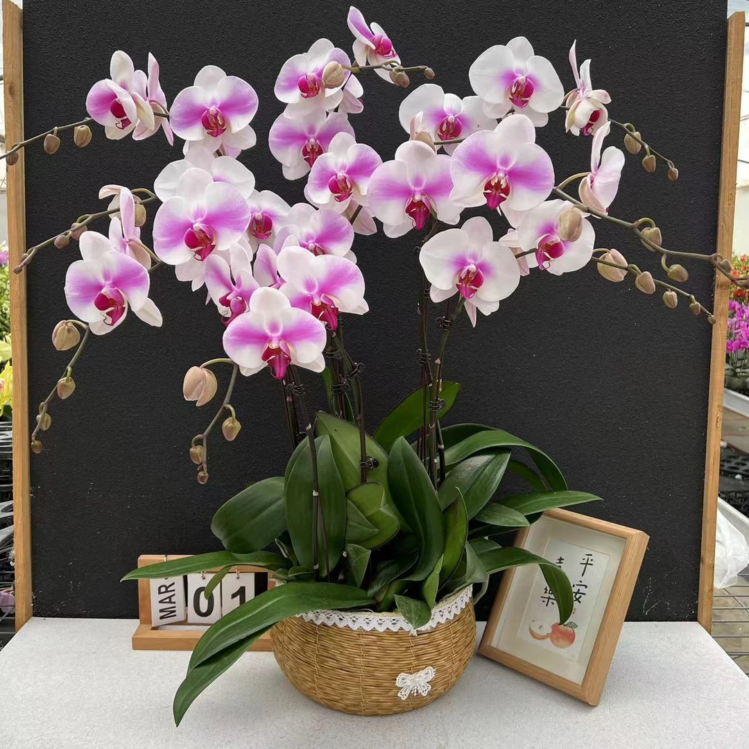 《婚纱》3寸加高杯蝴蝶兰     鲜花室内长花期高端花卉