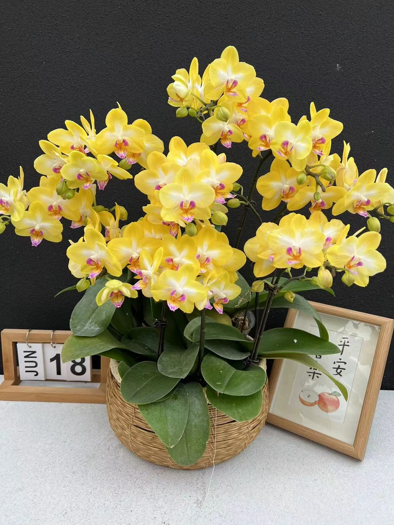 《金星》蝴蝶兰 鲜花室内长花期高端花卉