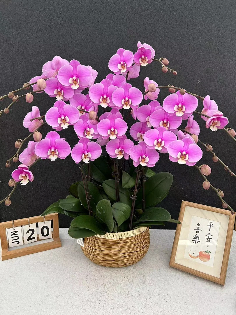 《安娜》杯蝴蝶兰     鲜花室内长花期高端花卉