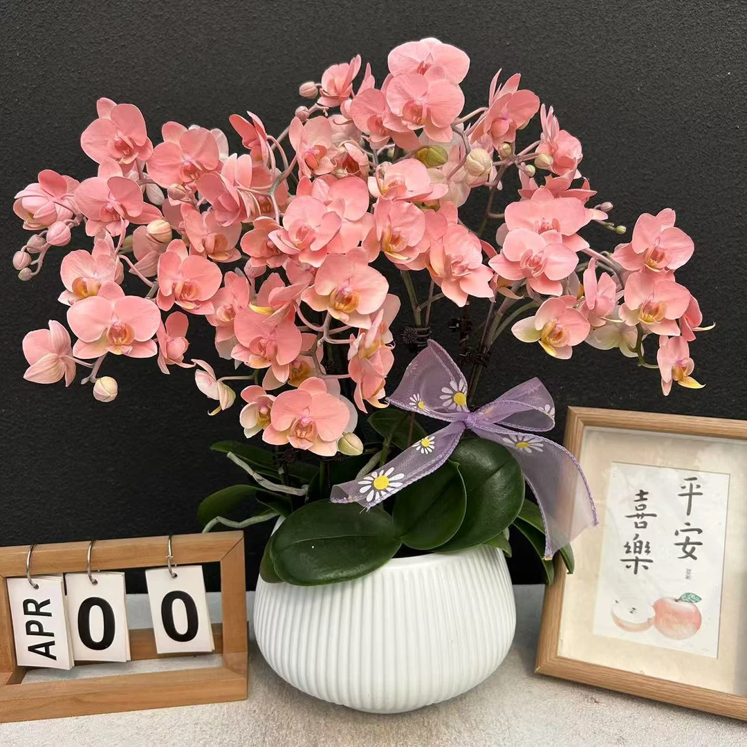 《火烈鸟》蝴蝶兰    鲜花室内长花期高端花卉